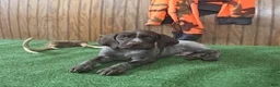 German Shorthaired Pointer dogs for sale: Tucker - Ad 3