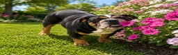 English Bulldog dogs for sale: Rocky - Ad 5