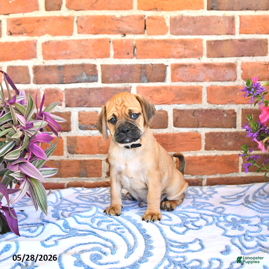 Puggle dogs Rickie - Ad 2