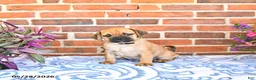 Puggle dogs for sale: Rickie - Ad 2