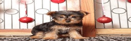 Yorkshire Terrier dogs for sale: Bruce - Ad 2