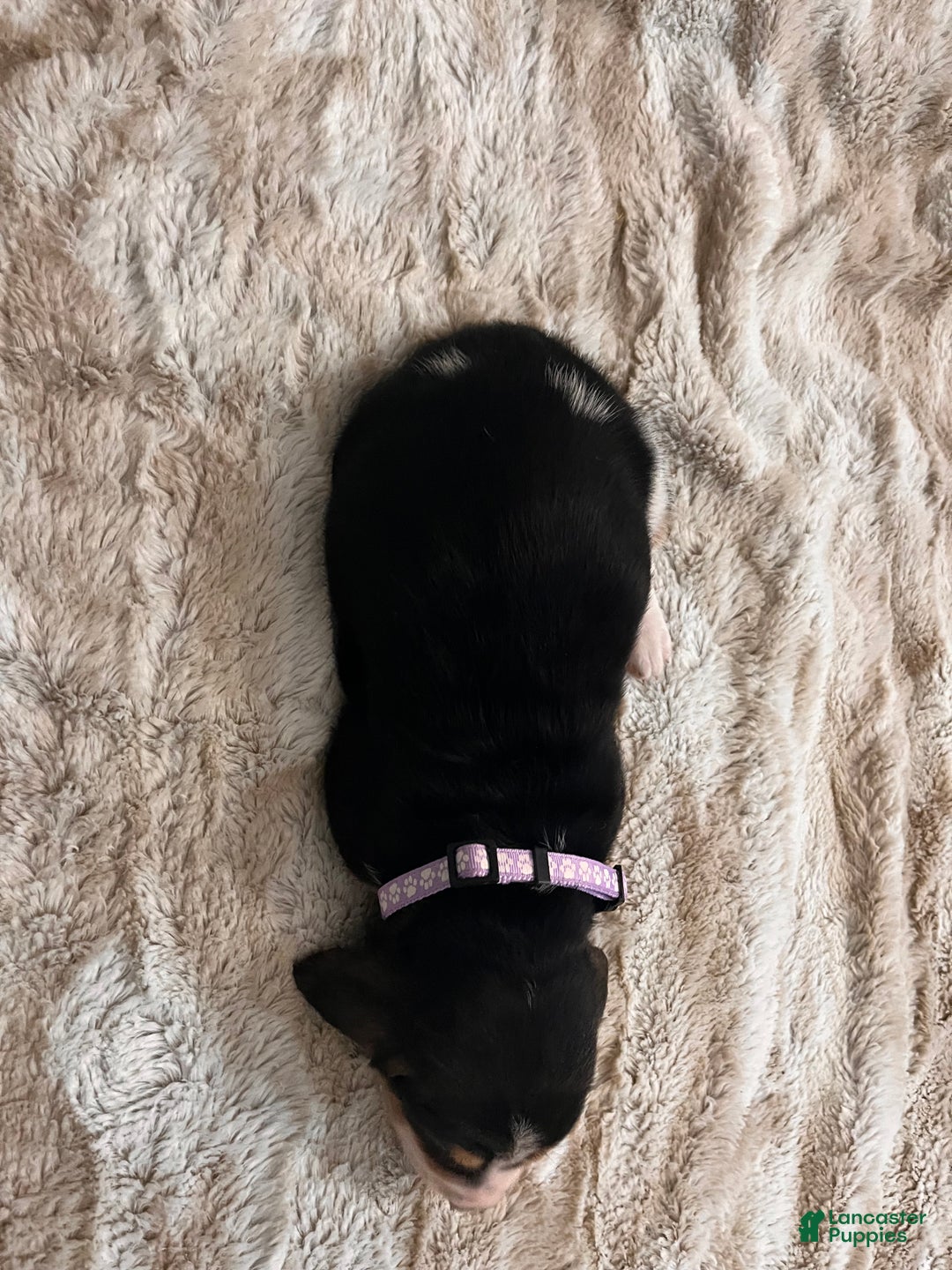 Basset Hound dogs for sale: Rhonda - Ad 2