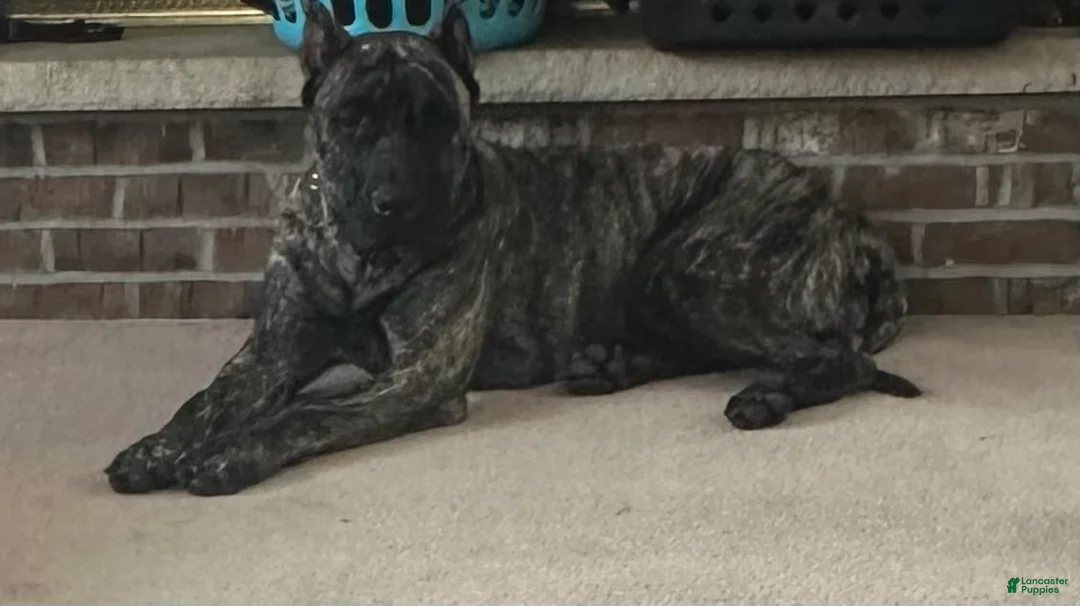 Presa Canario dogs for sale: Presa Canario Puppy 1 - Ad 2
