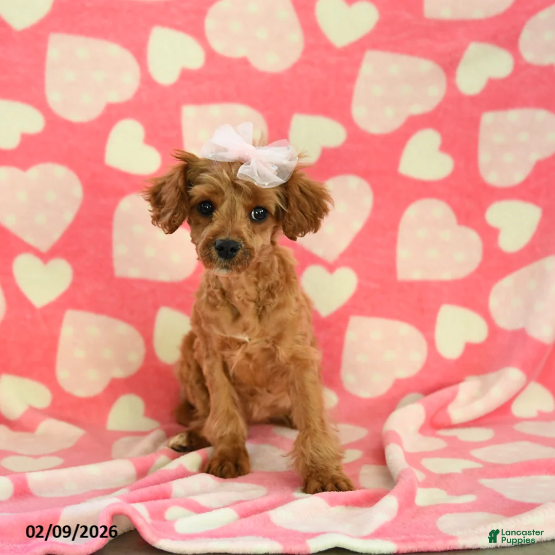 Cavapoo dogs for sale: Whisper - Ad 3