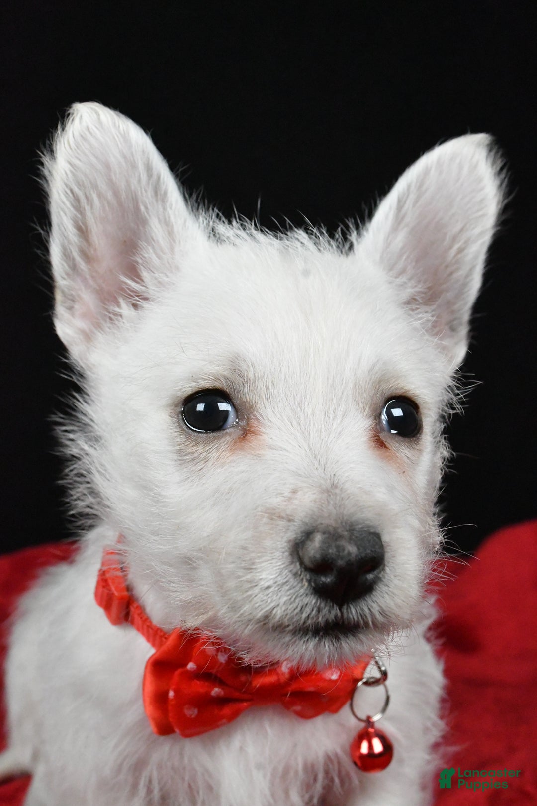 West Highland Terrier dogs for sale: Earl - Ad 8