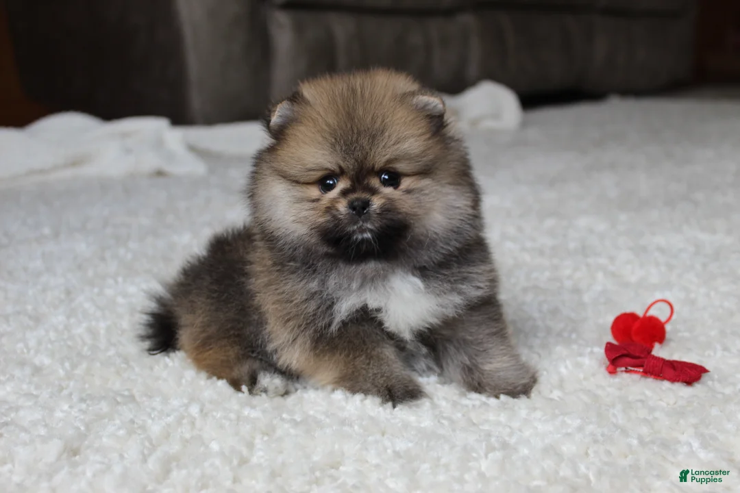 Pomeranian dogs for sale: Teacup Poseidon - Ad 1