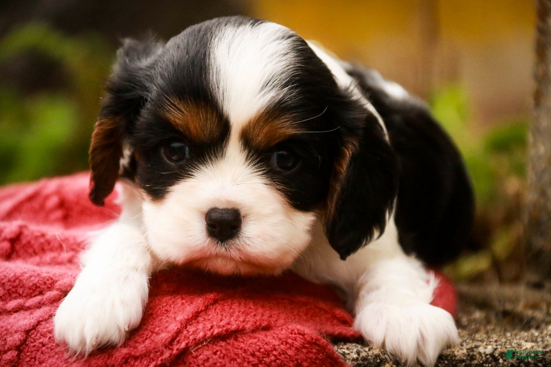 Cavalier King Charles Spaniel dogs for sale: Chance - Ad 2