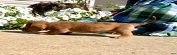 Dachshund dogs for sale: Bella❤️ACA Registered🐾 - Ad 2