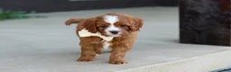 Cavapoo dogs for sale: Mickey - Ad 4