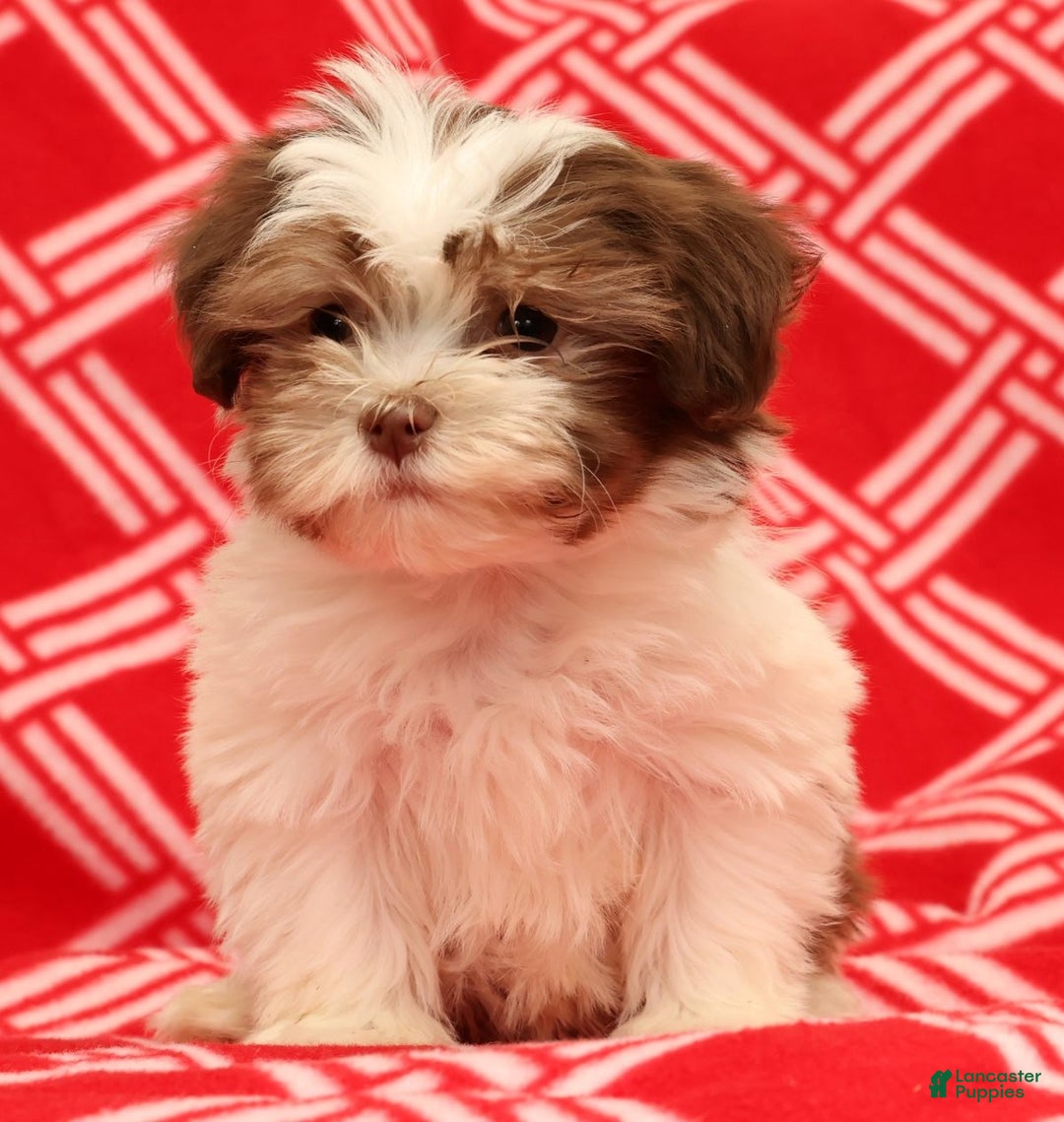 Havanese dogs for sale: BJ - Ad 2
