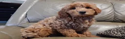 Mini Goldendoodle dogs for sale: Hunter - Ad 3