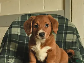 Mixed Breed dogs for sale: Queenie - Ad 4