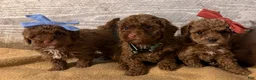 Toy Poodle dogs for sale: TEACUP Tootsie- AKC Genetic tested parents - Ad 2