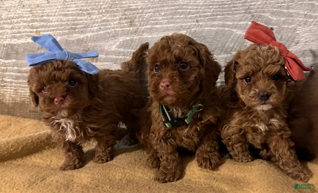 Toy Poodle dogs for sale: TEACUP Tootsie- AKC Genetic tested parents - Ad 2