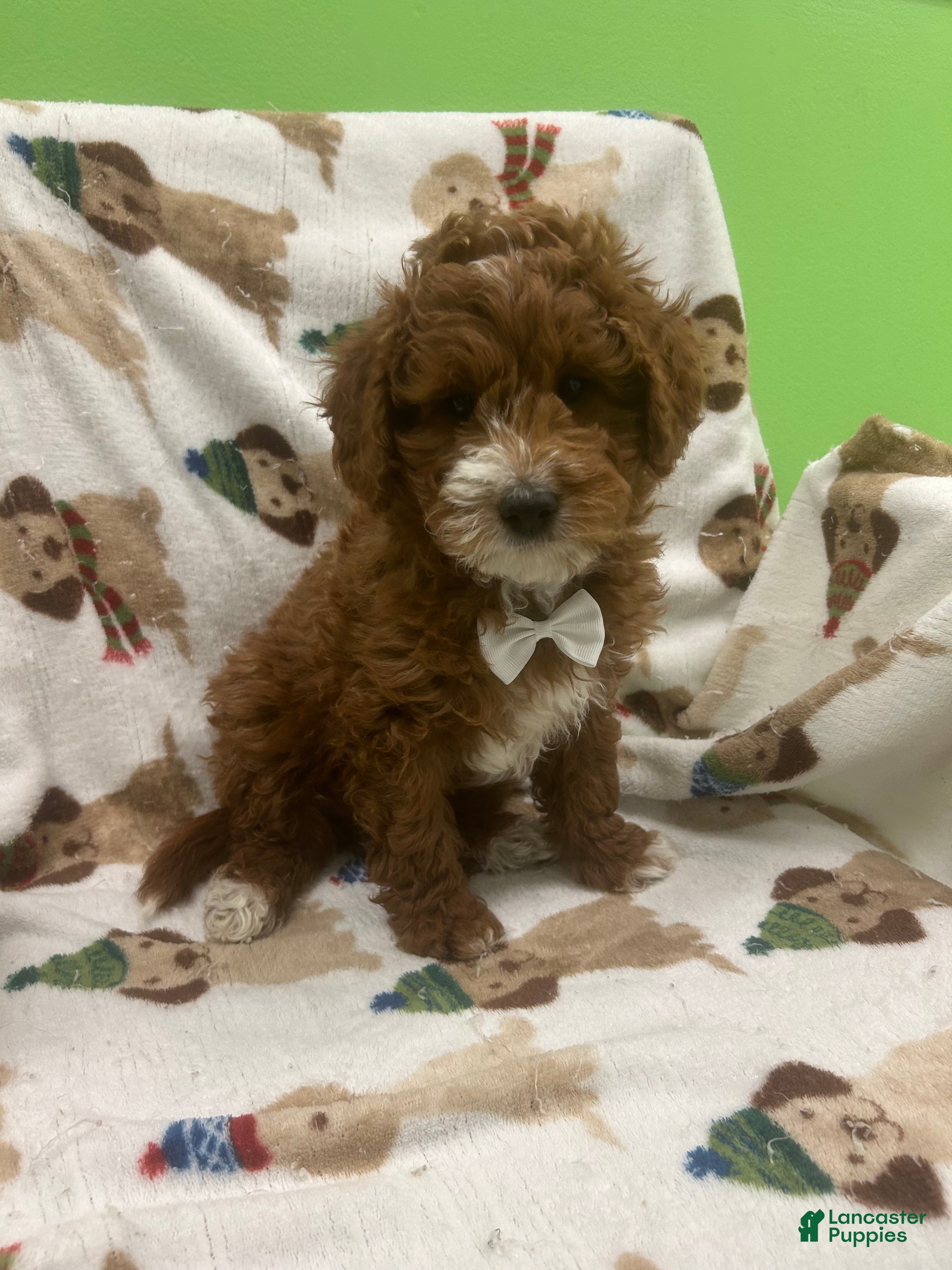 Mini Goldendoodle dogs Romeo  - Ad 9