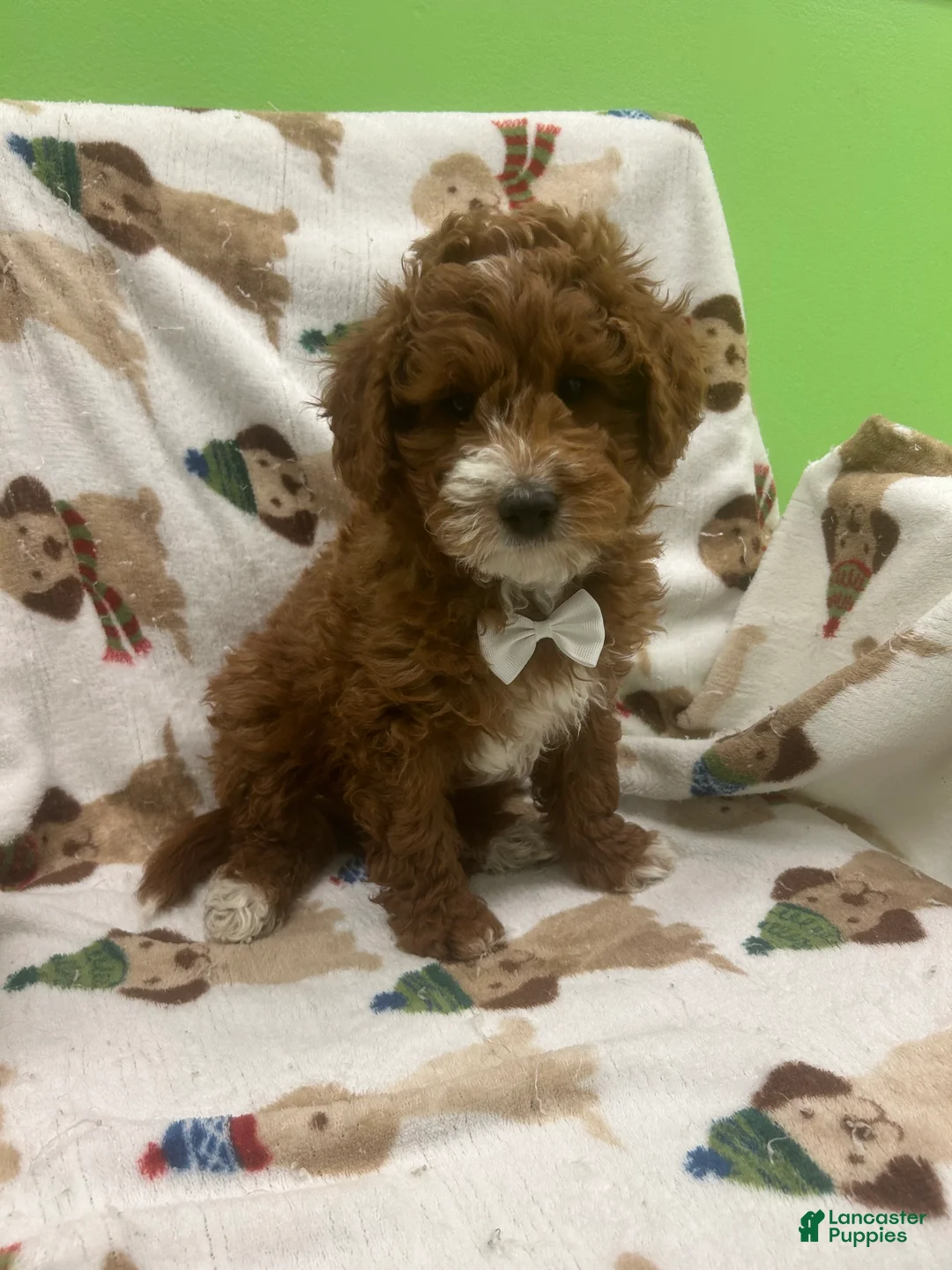 Mini Goldendoodle dogs for sale: Romeo  - Ad 1