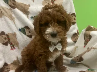 Mini Goldendoodle dogs Romeo - Ad 9