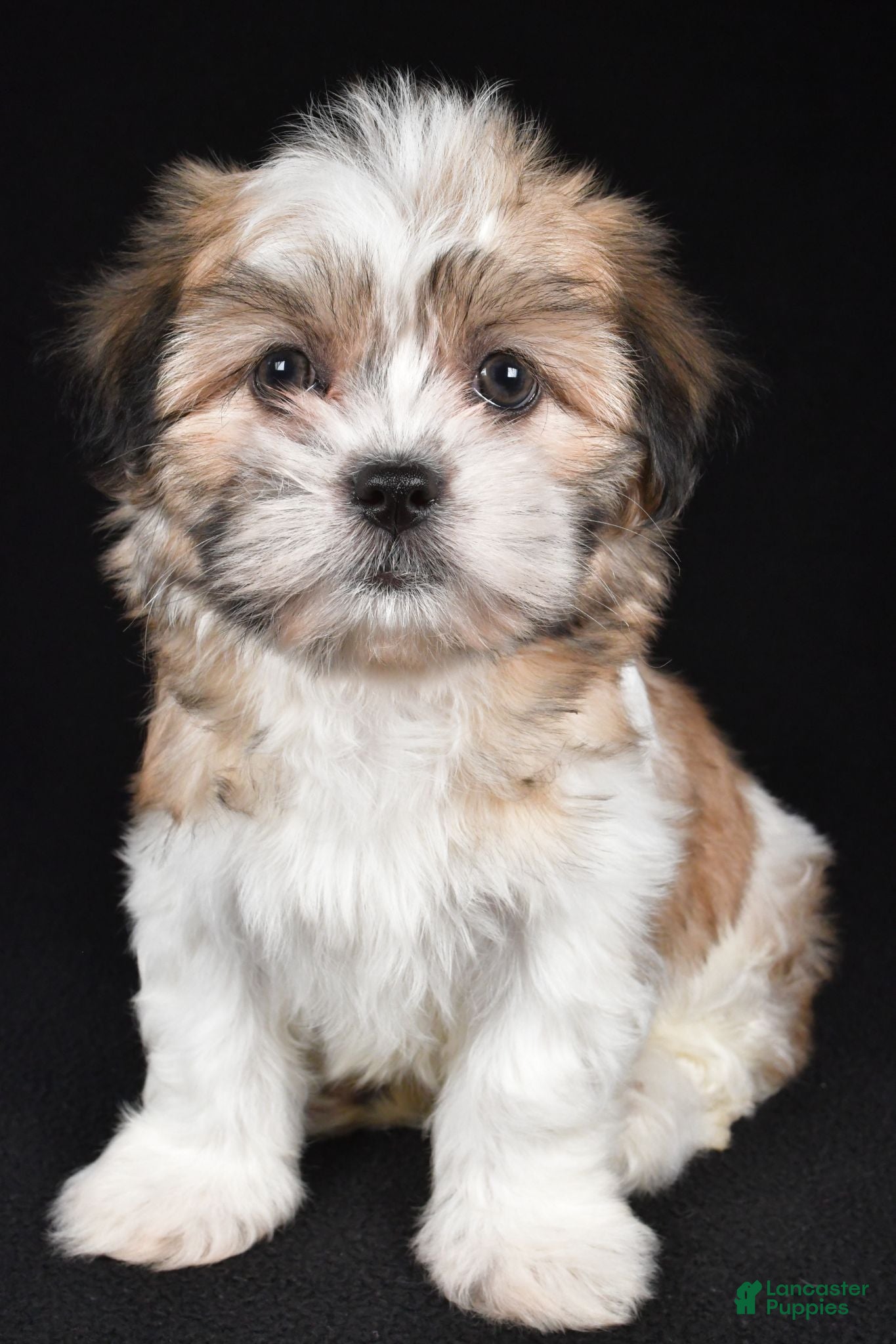 Teddy Bear dogs Cindy - Ad 2