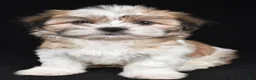 Teddy Bear dogs for sale: Cindy - Ad 2