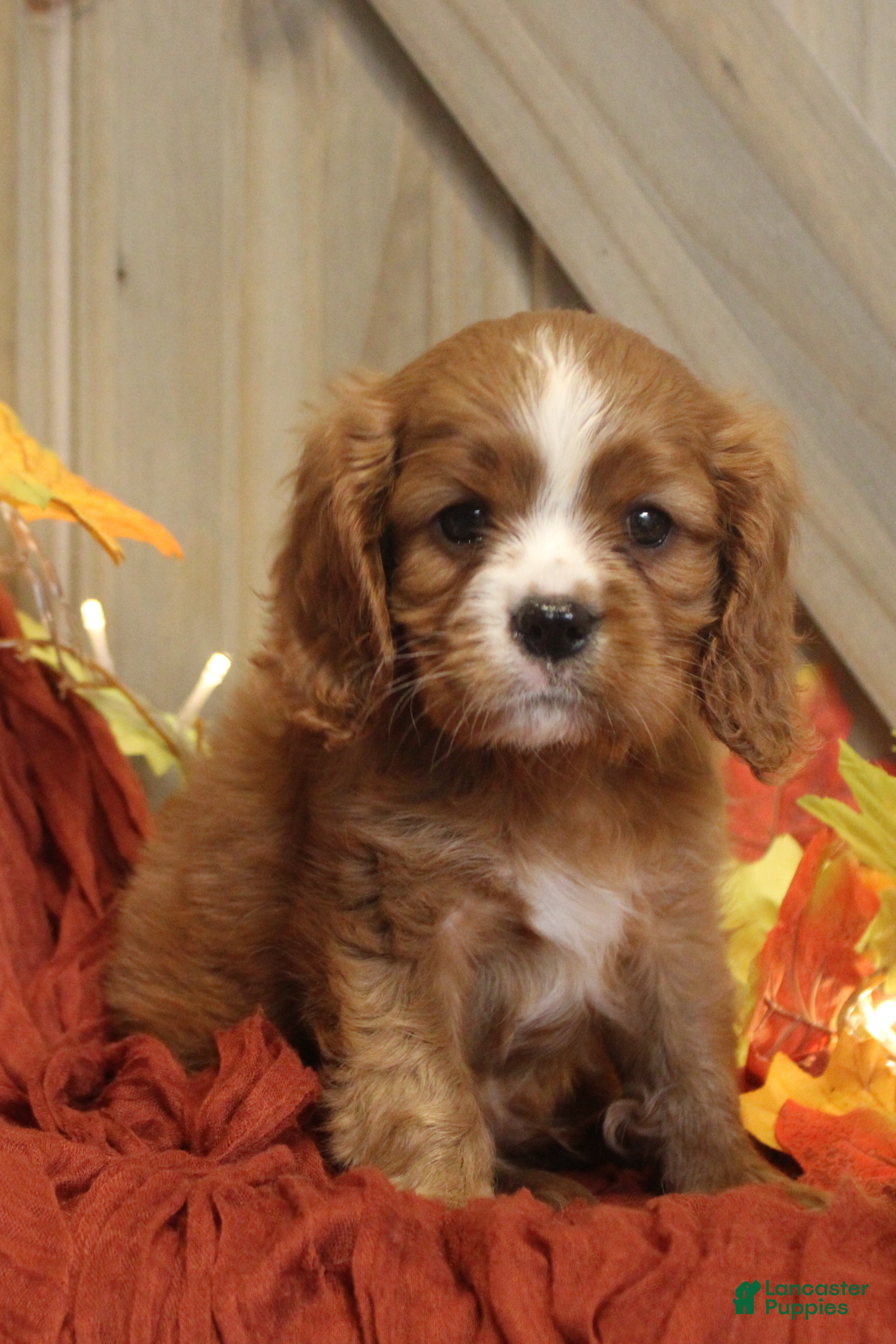 Cavalier King Charles Spaniel dogs for sale: Cavalier King Charles Spaniel 3 - Ad 2