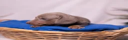 Miniature Dachshund dogs for sale: Rollo - Ad 2