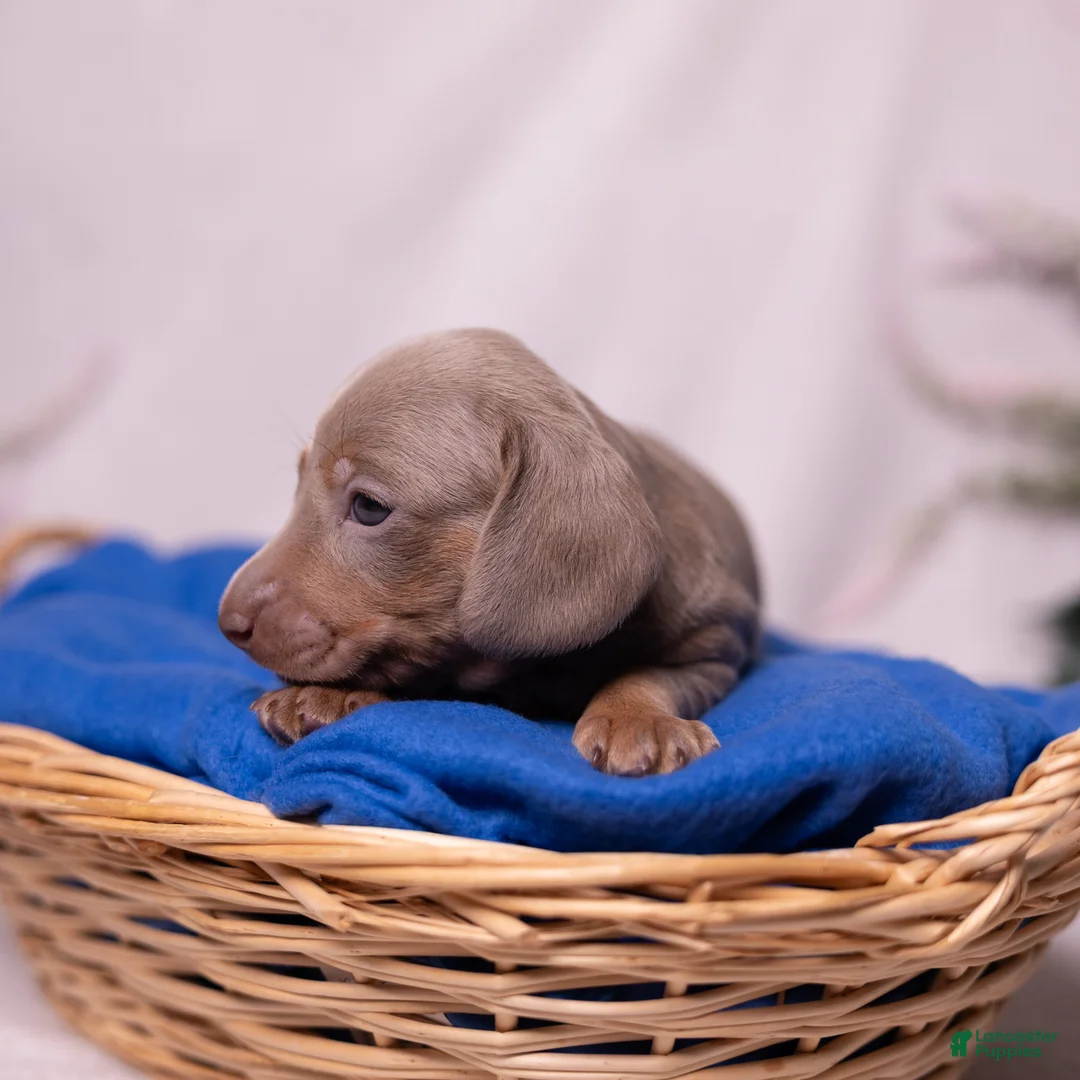 Miniature Dachshund dogs for sale: Rollo - Ad 2