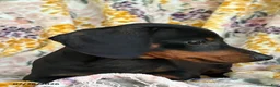 Miniature Dachshund dogs for sale: Gus - Ad 5