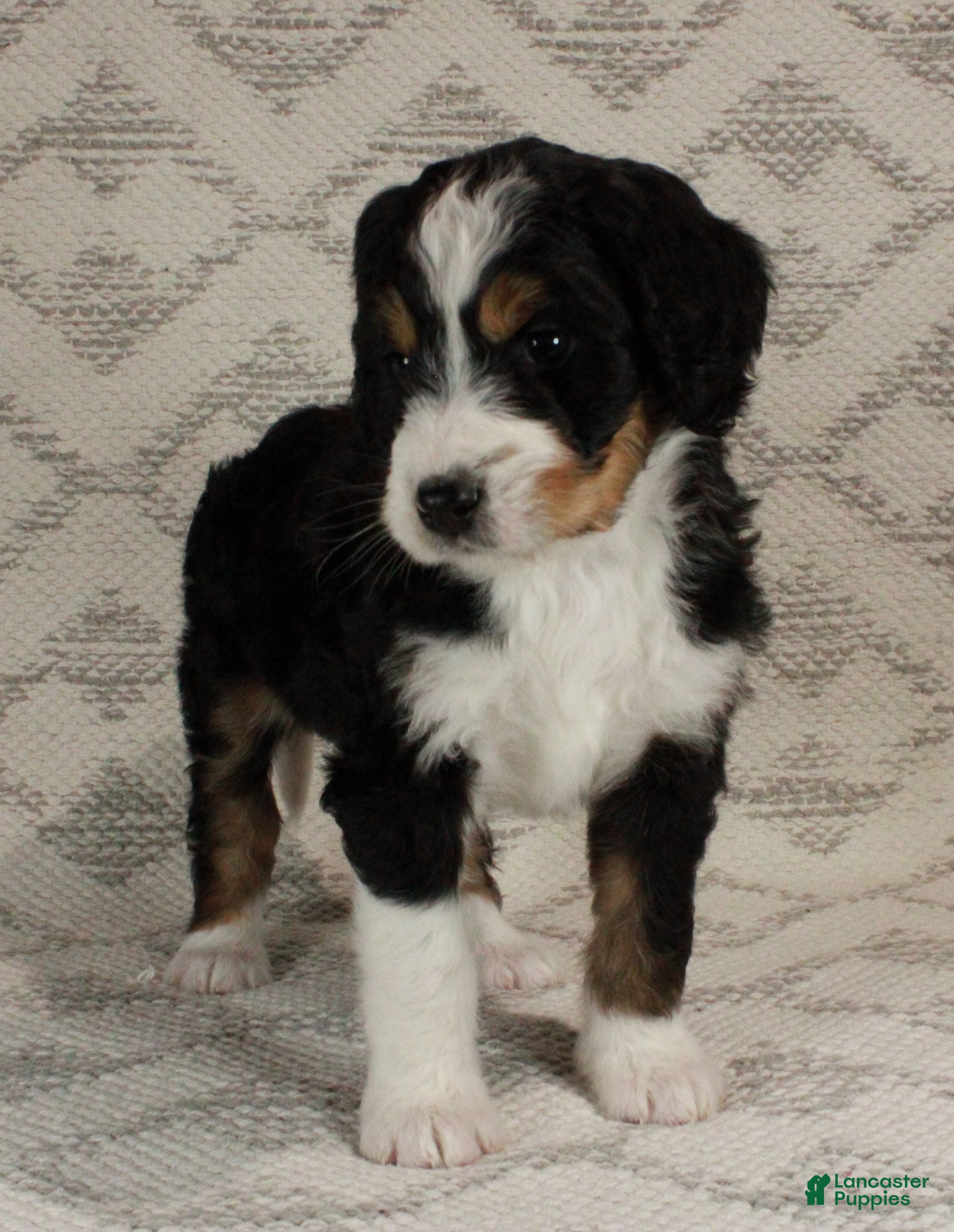 Bernedoodle dogs Sarge - Ad 19