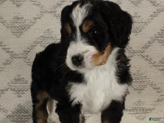 Bernedoodle dogs Sarge - Ad 21