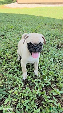 Pug dogs Barbara - Ad 1