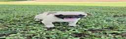 Pug dogs for sale: Barbara - Ad 1