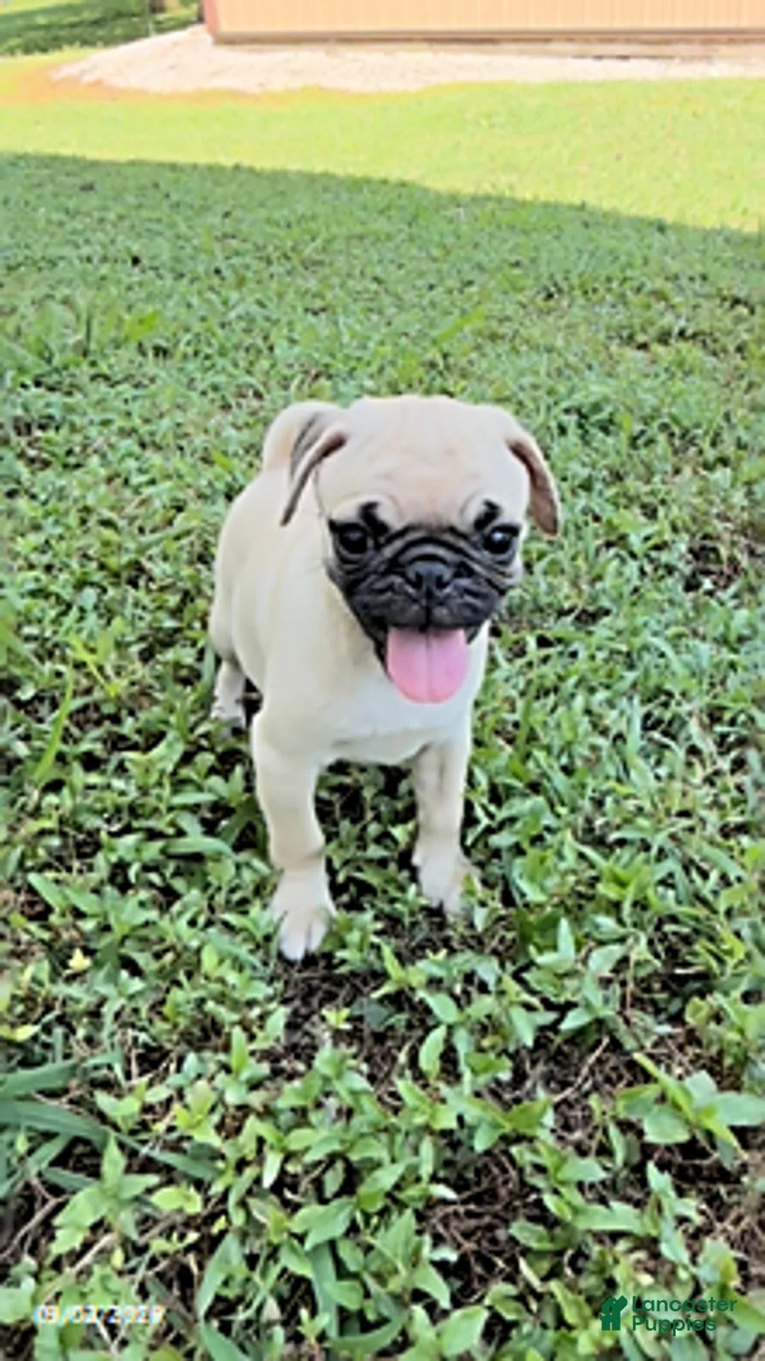 Pug dogs for sale: Barbara - Ad 1