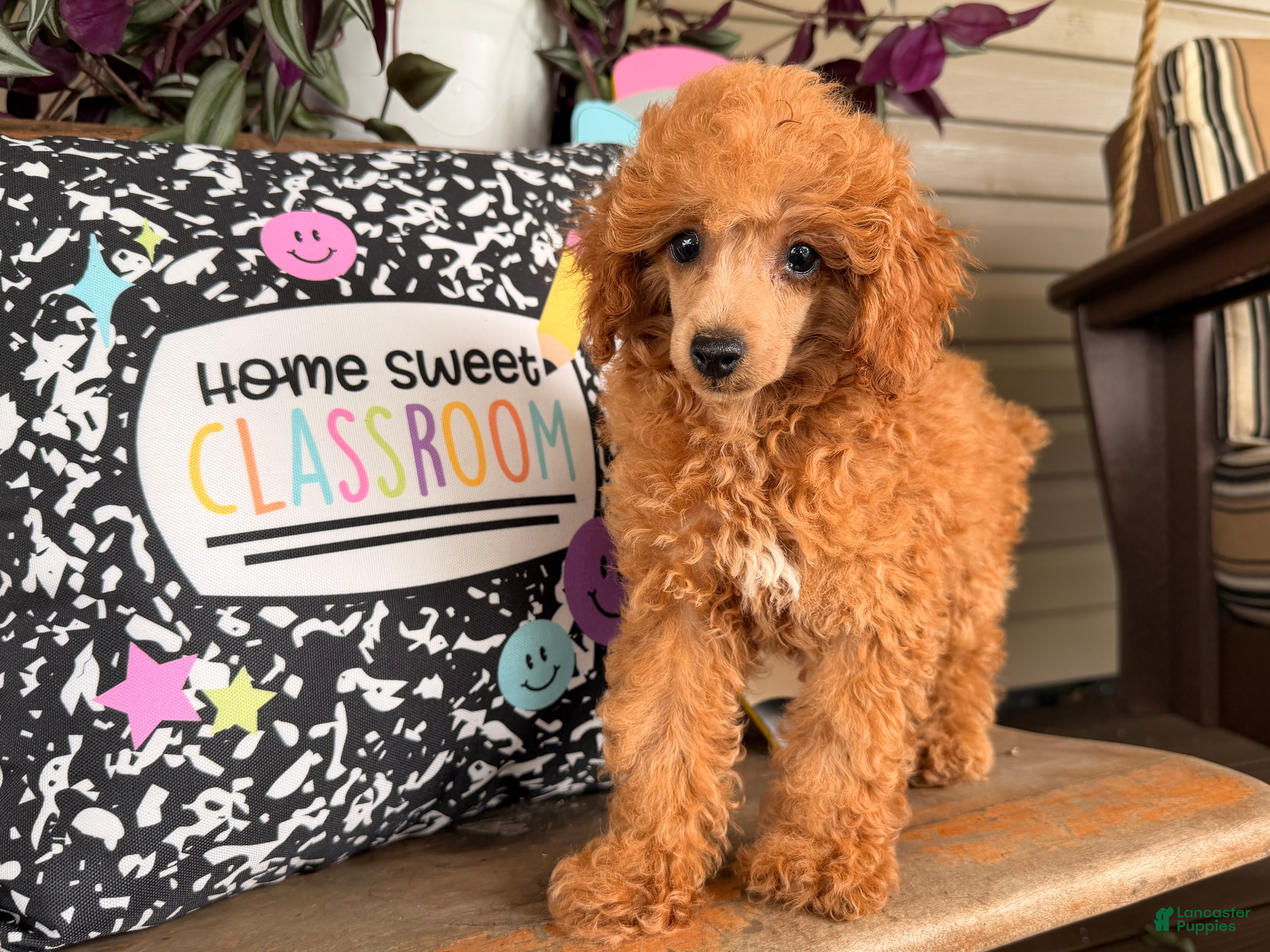 Toy Poodle dogs Mika - Ad 2