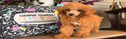 Toy Poodle dogs for sale: Mika - Ad 2
