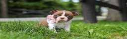 Boston Terrier dogs for sale: Fern - Ad 6