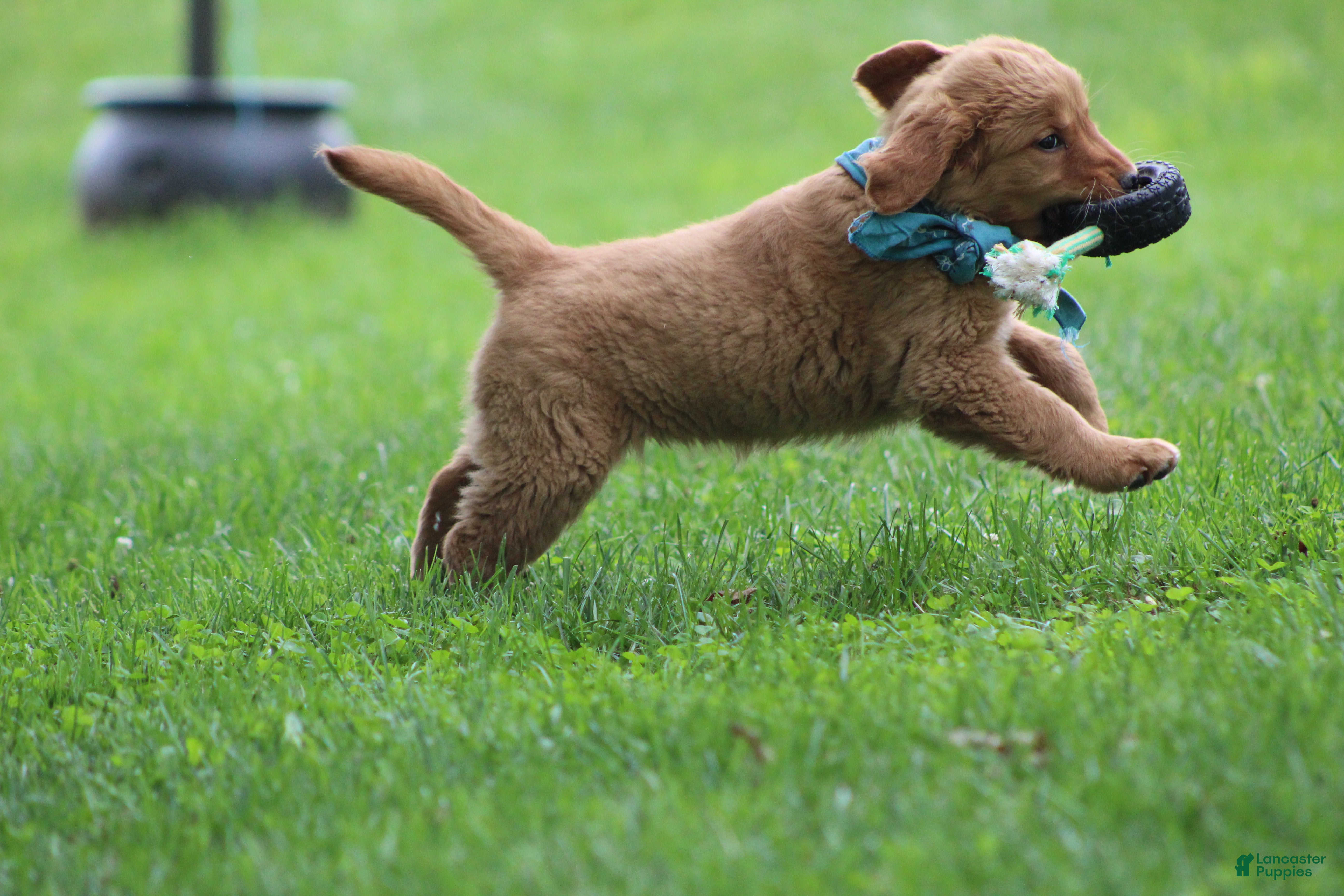 Golden Retriever dogs Indie - Ad 2