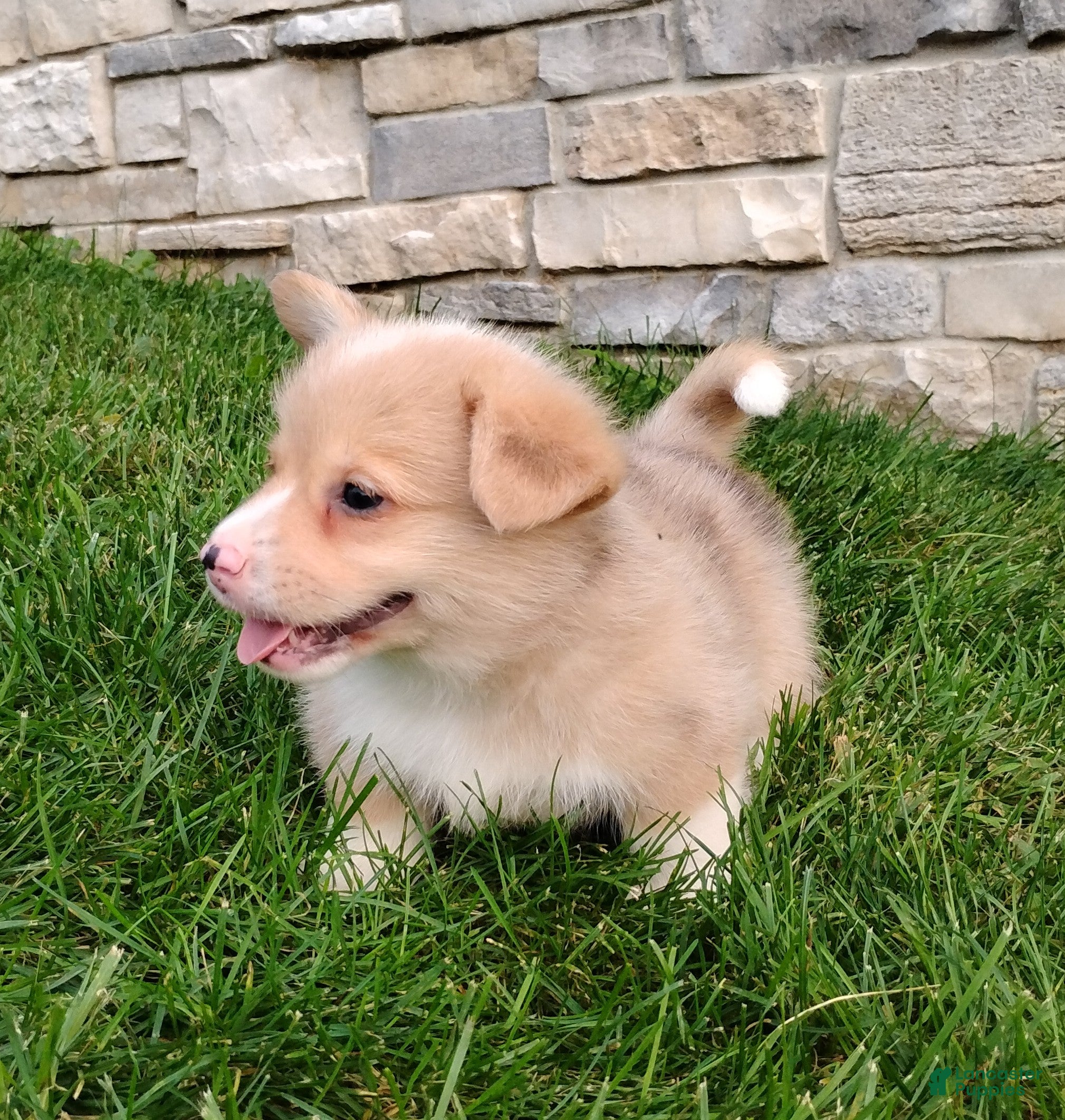 Welsh Corgi Pembroke dogs Welsh Corgi Pembroke 3 - Ad 2
