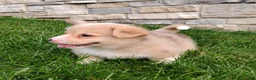 Welsh Corgi Pembroke dogs for sale: Welsh Corgi Pembroke 3 - Ad 2