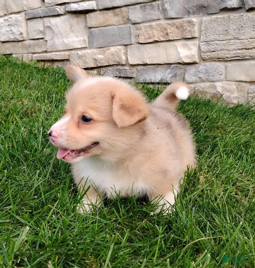 Welsh Corgi Pembroke dogs for sale: Welsh Corgi Pembroke 3 - Ad 2