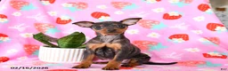 Miniature Pinscher dogs for sale: Cricket - Ad 3
