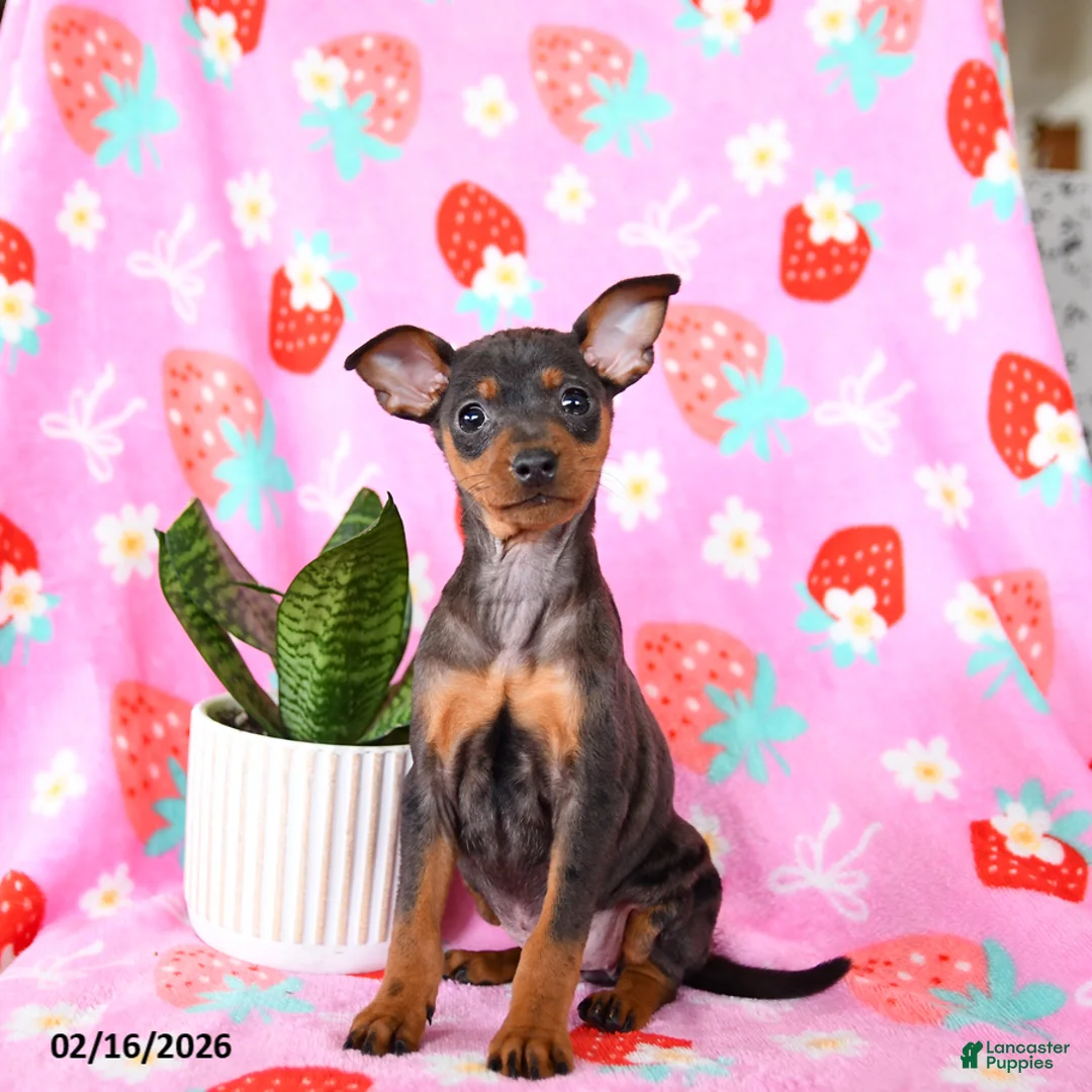 Miniature Pinscher dogs for sale: Cricket - Ad 3
