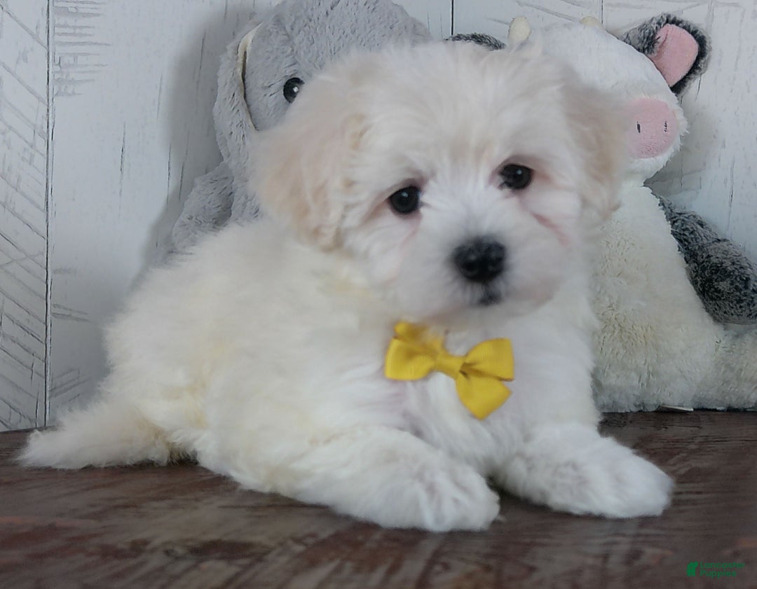 Mixed Breed dogs for sale: Nova - Ad 1