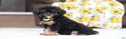 Miniature Poodle dogs for sale: Axel - Ad 5