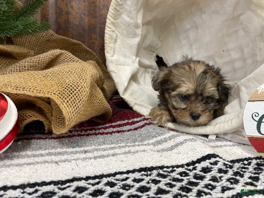 Shihpoo dogs for sale: Callie - Ad 10