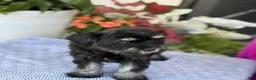 Miniature Schnauzer dogs for sale: Lorri - Ad 7