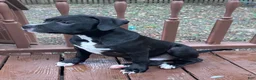 Mixed Breed dogs for sale: Black Panther - Ad 2