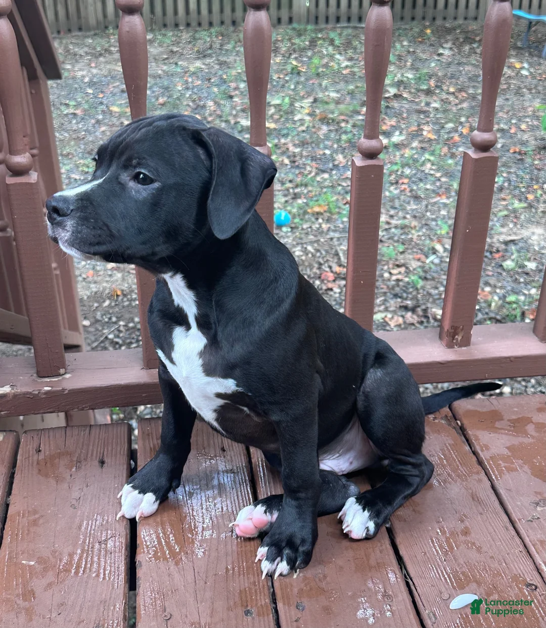 Mixed Breed dogs for sale: Black Panther - Ad 2