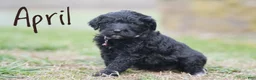 Portuguese Water Dog dogs for sale: April - Ad 3