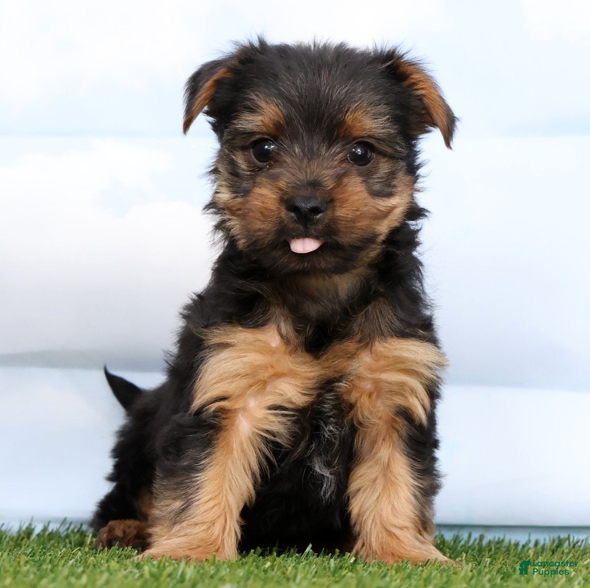 Yorkshire Terrier dogs Diego - Ad 1