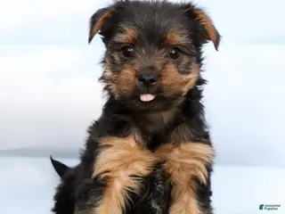 Yorkshire Terrier dogs for sale: Diego - Ad 4